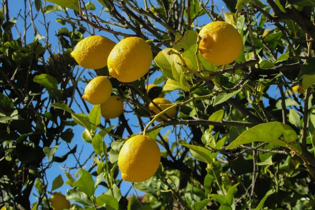 Les meilleurs conseils pour sélectionner vos arbres fruitiers